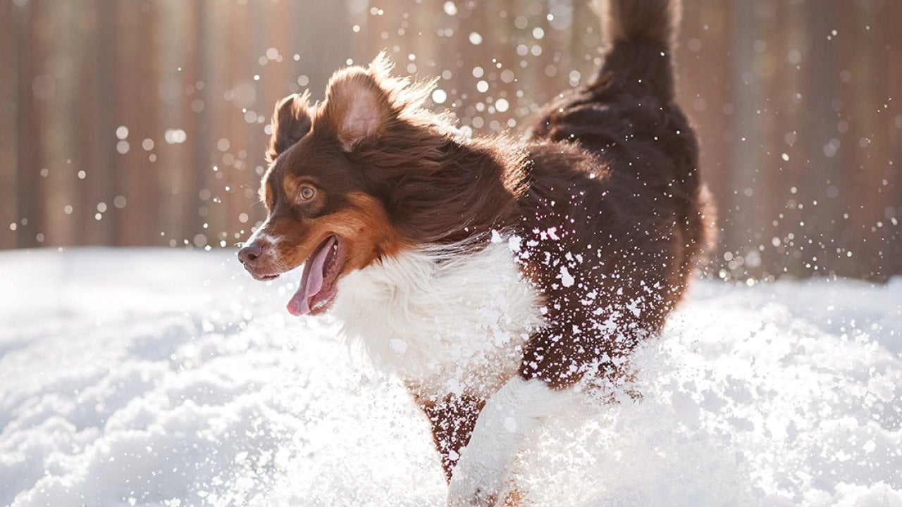 Why does your dog get so excited about snow?
