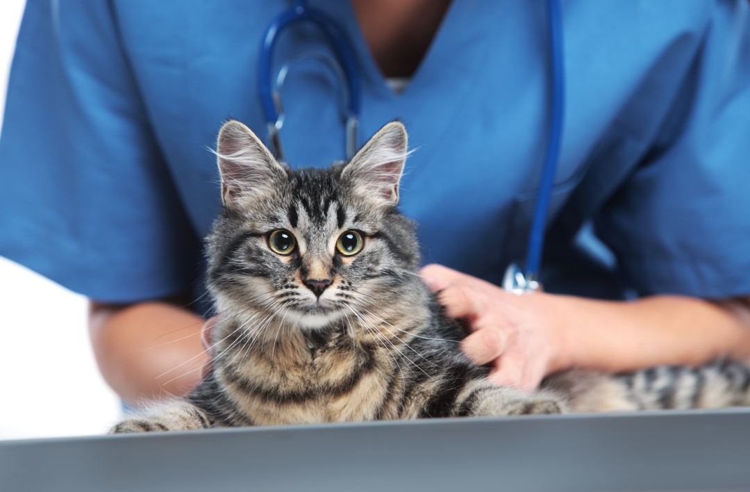 EveryCat Health Foundation Celebrates Significant Accomplishments During its Fiscal Year 2025